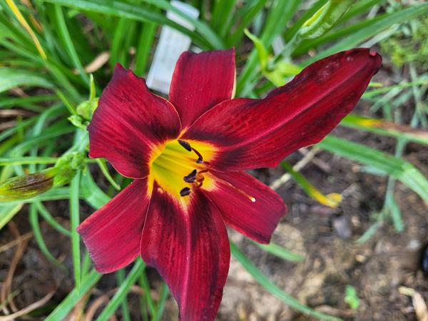 Rosey Red